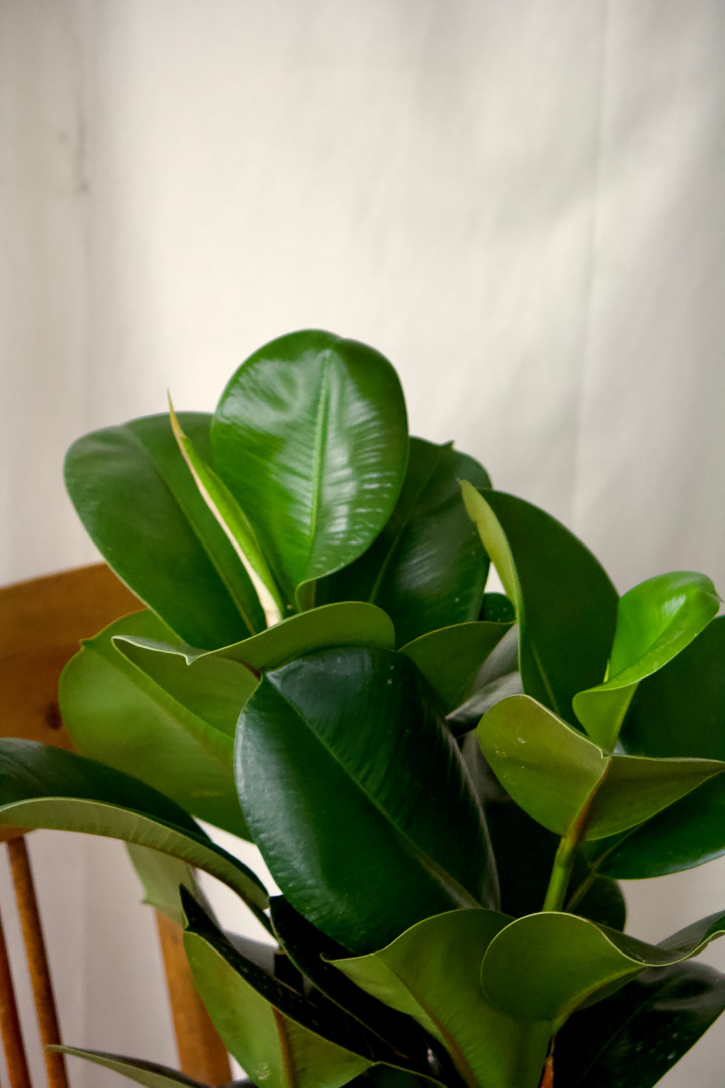 Ficus Sofia