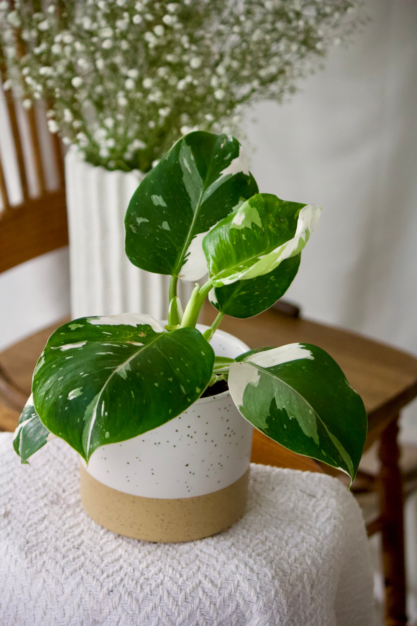 Philodendron white wizard - 5 pouces