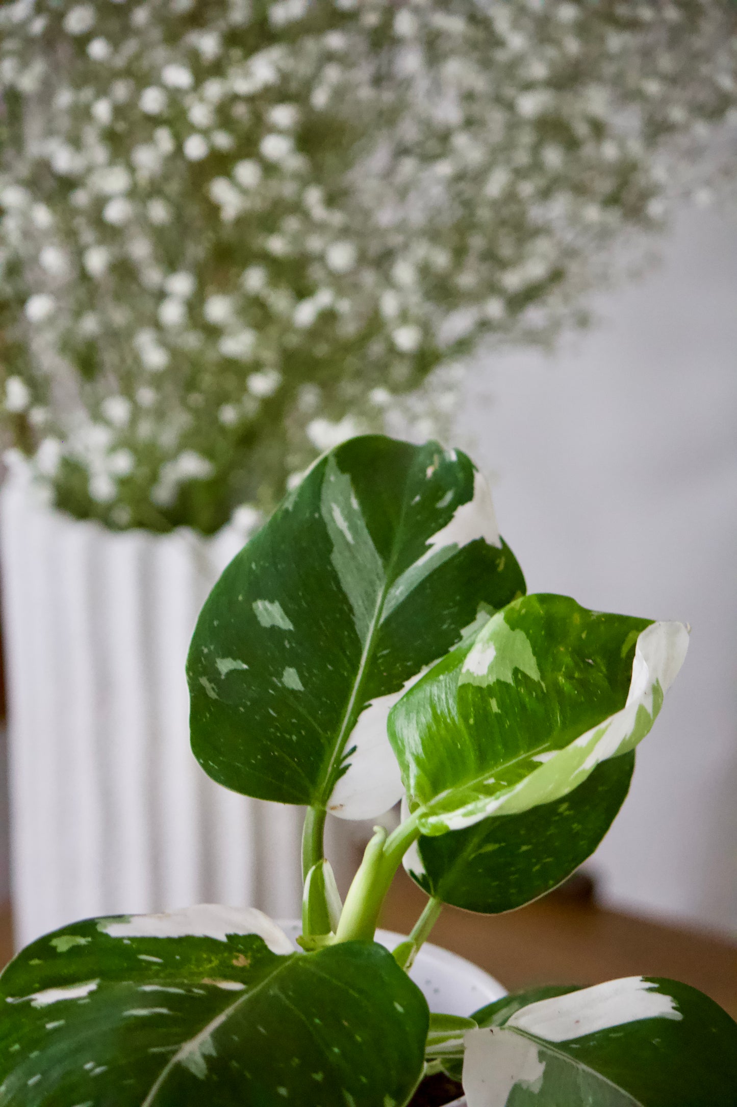 Philodendron white wizard - 5 pouces
