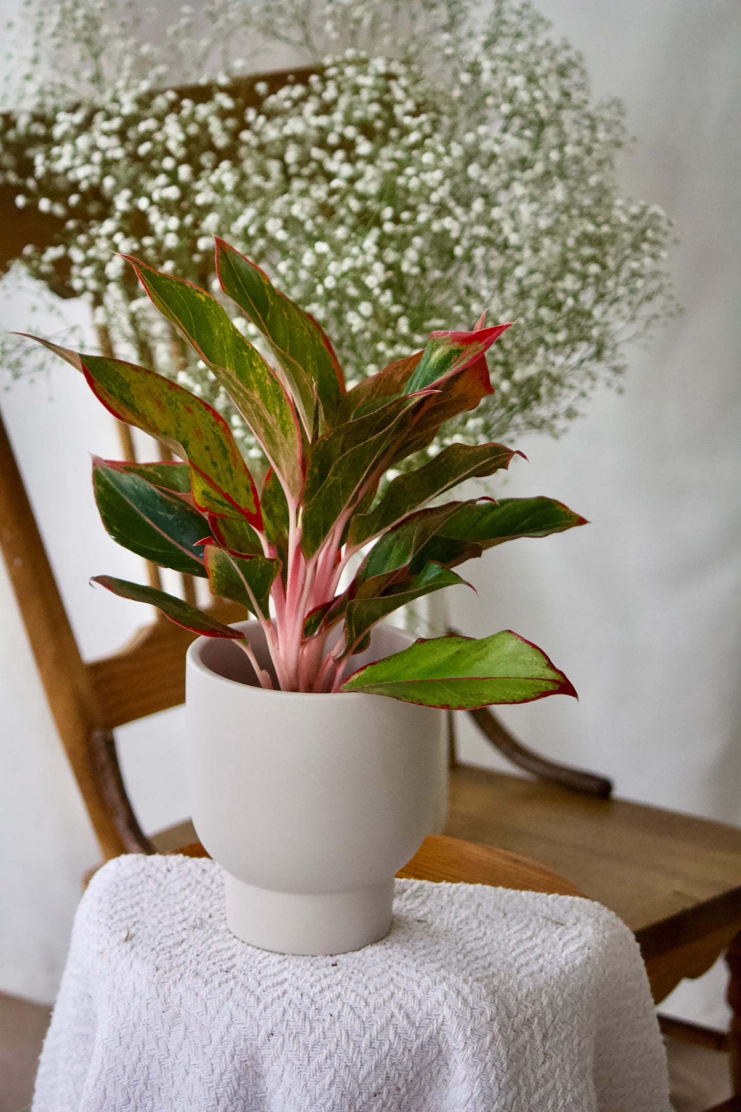 Aglaonema - 5 pouces