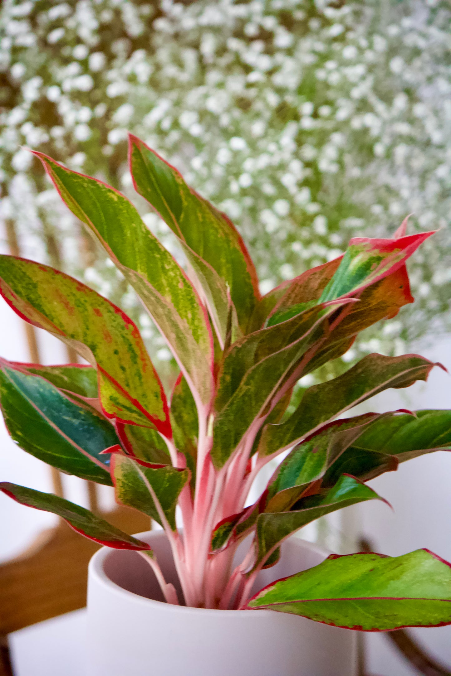 Aglaonema - 5 pouces