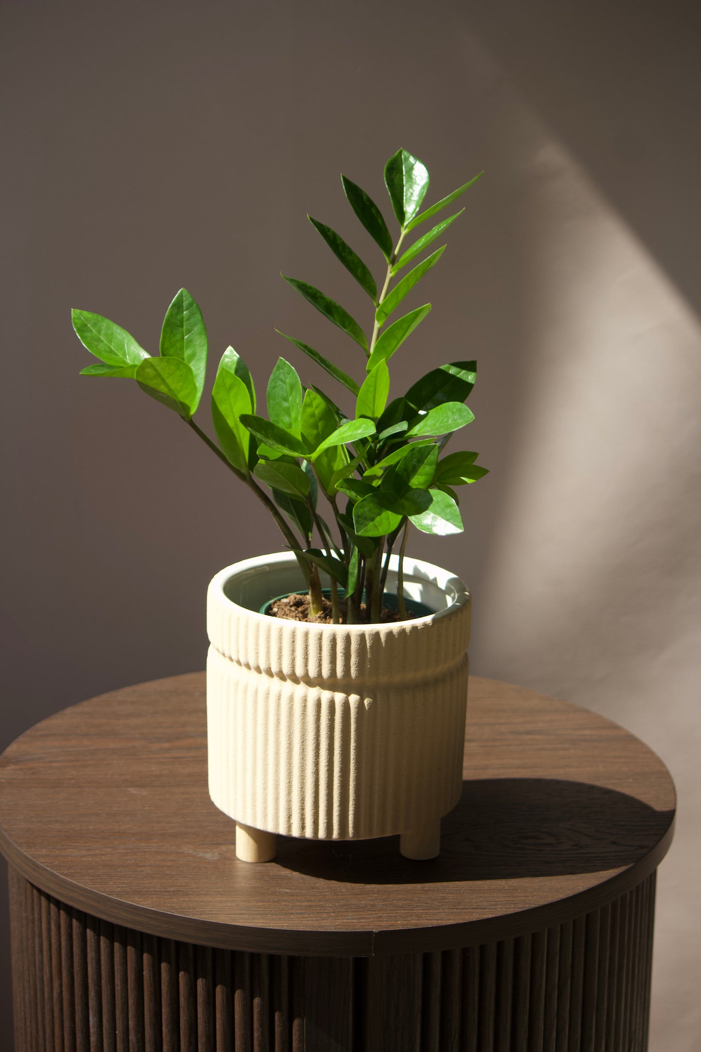 Cache-pot en céramique - Beige sur petites pattes - 6 pouces