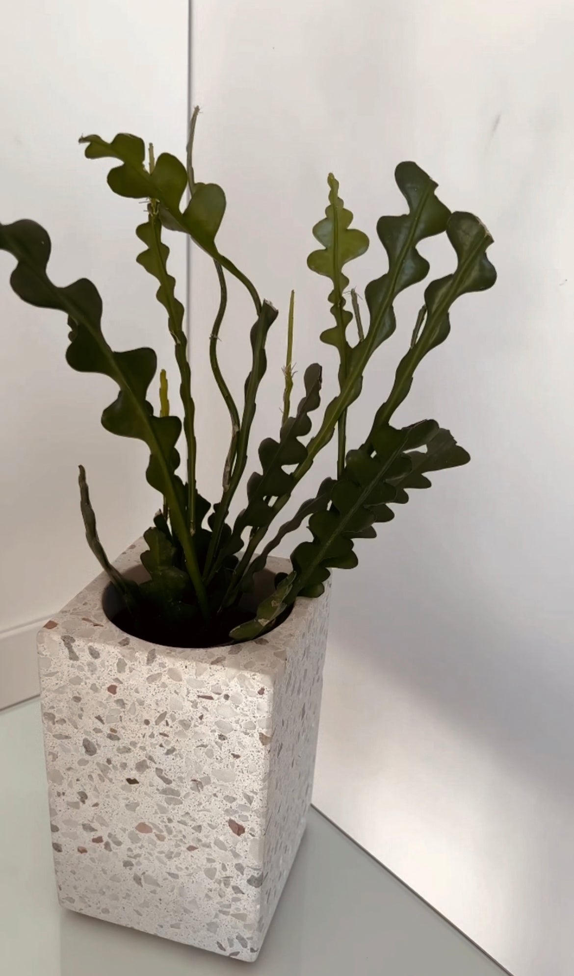 Refroidisseur à vin & pot à plante - TERRAZZO