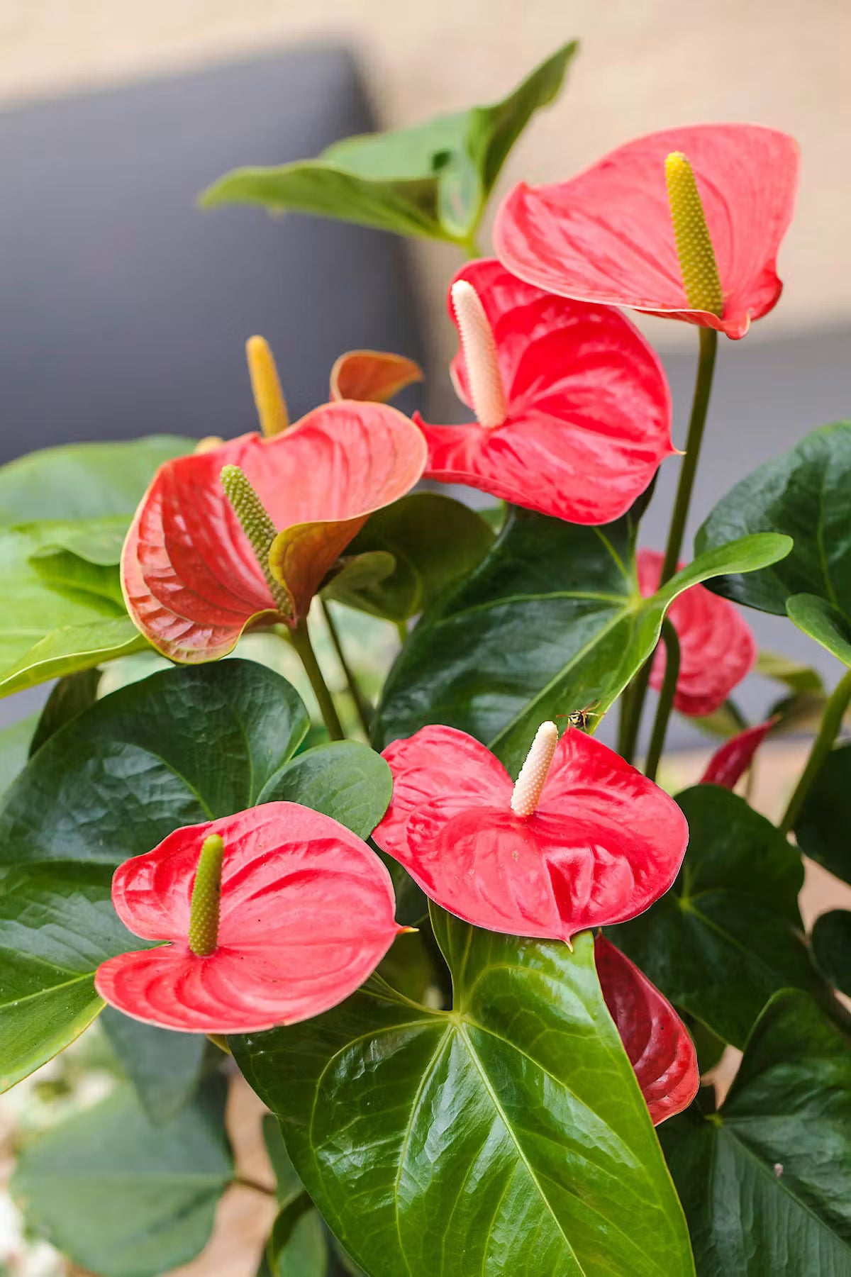 Anthurium - 8 pouces