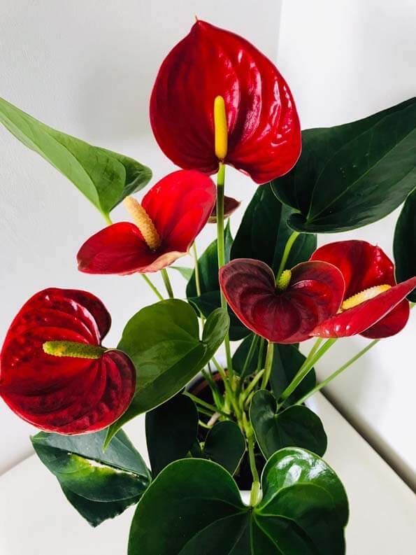 Anthurium