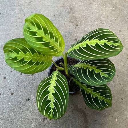 Maranta Lemon Lime - 3,5 pouces