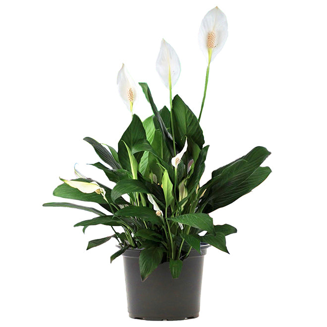 Lys de paix