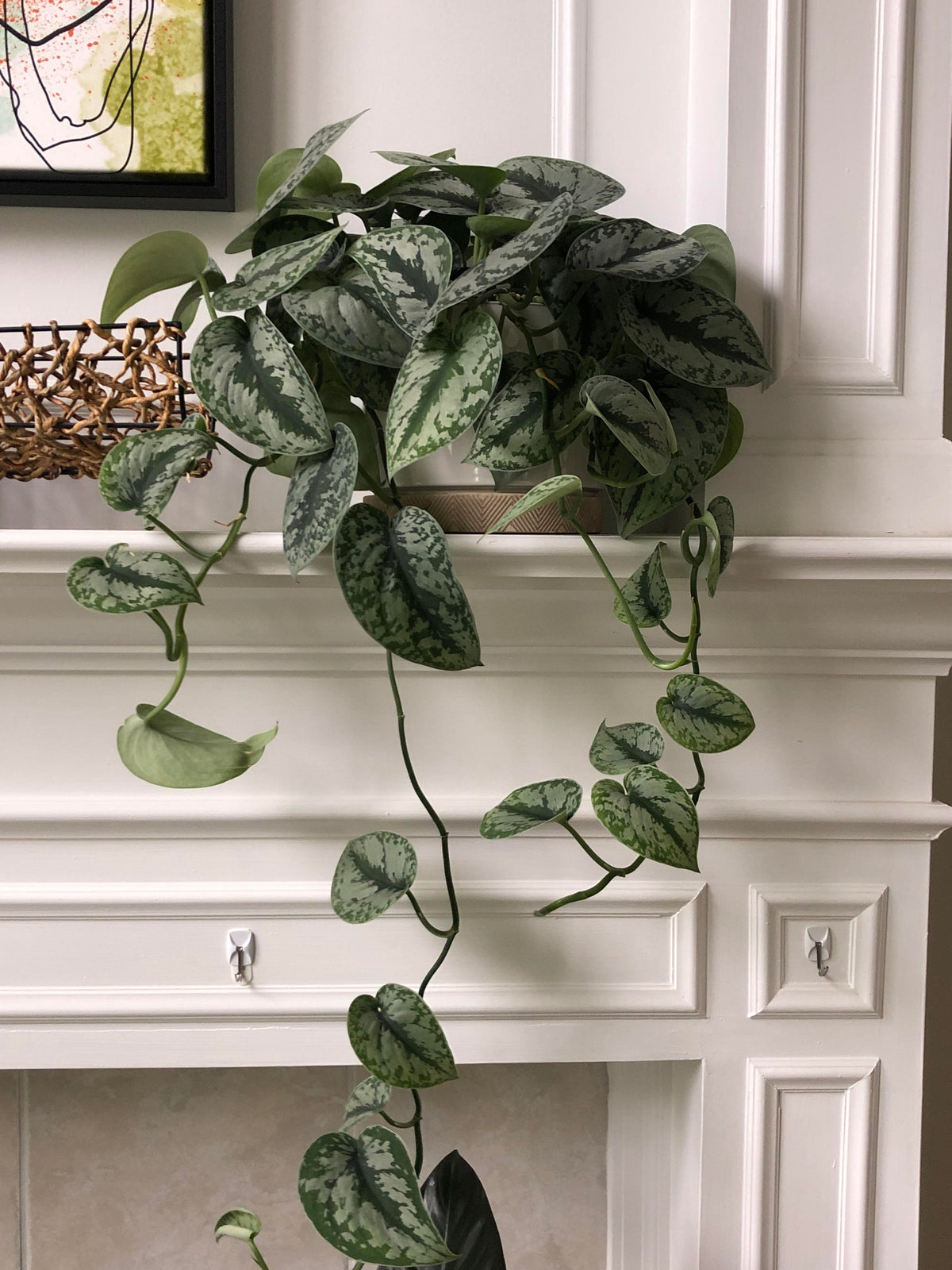 Pothos Sylver Satin - 4 pouces - Coup de coeur MAHÉJA