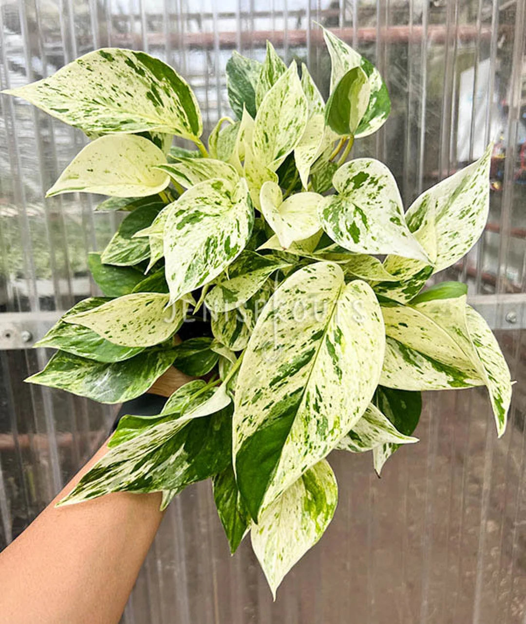 Pothos Marble Queen - 5 pouces