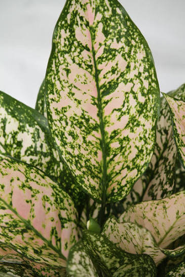 Aglaonema Etta Rose - 6 pouces