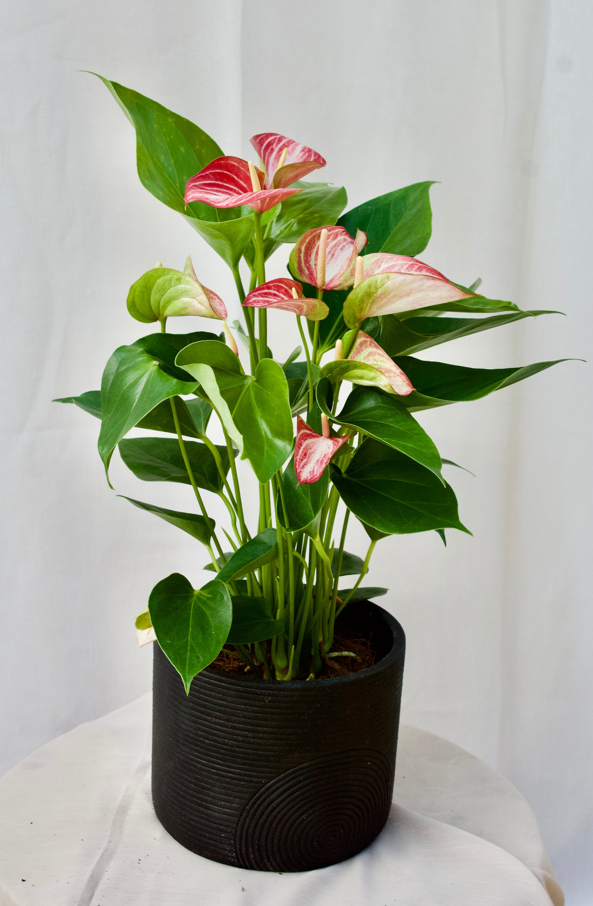 anthurium fleurs vertes Anthurium – Vert Tige