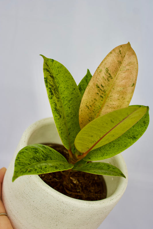 Ficus shivereana - 6 pouces