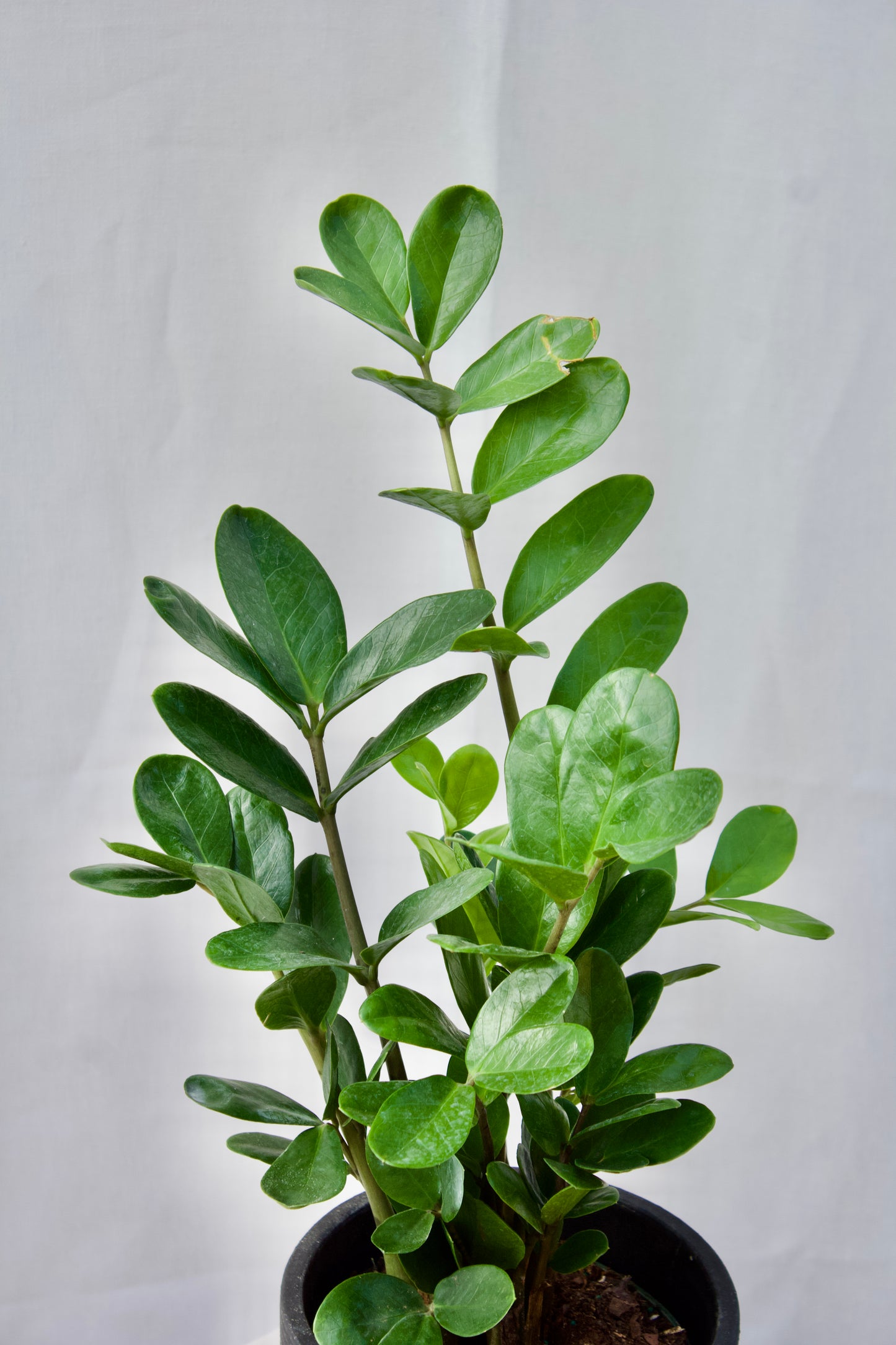 ZAMIOCULCAS ZAMIIFOLIA - 6 pouces