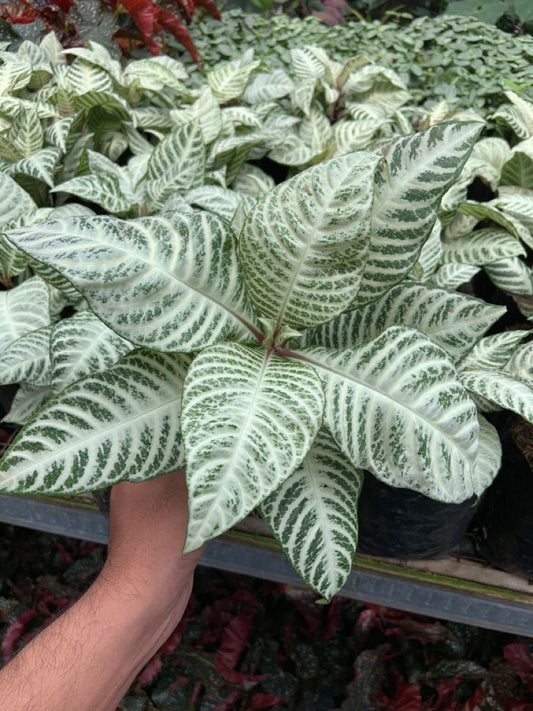 Aphelandra Snow Flake - 3,5 pouces