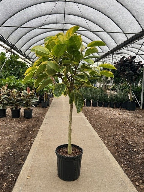 Ficus Altissima