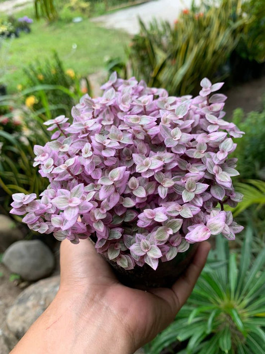 Tradescantia Callisia Rosita