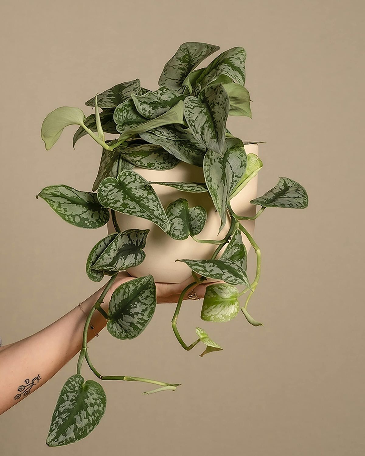 Pothos Sylver Satin - 4 pouces