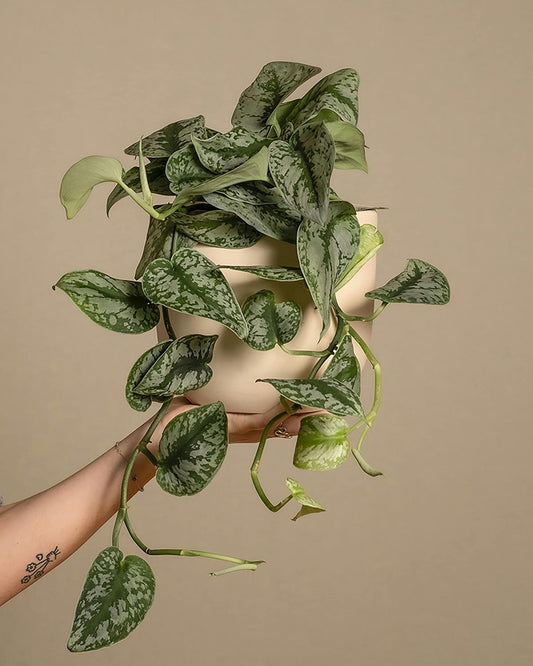 Pothos Sylver Satin - 4 pouces