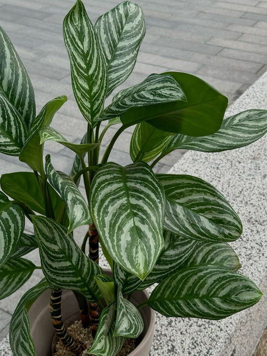 Aglaonema Stripes - 10 pouces
