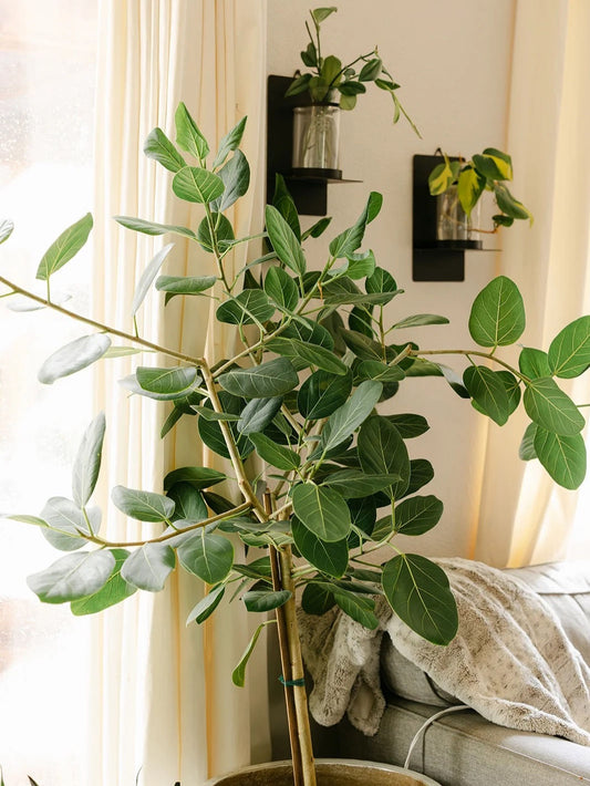 Ficus Audrey - 10 pouces