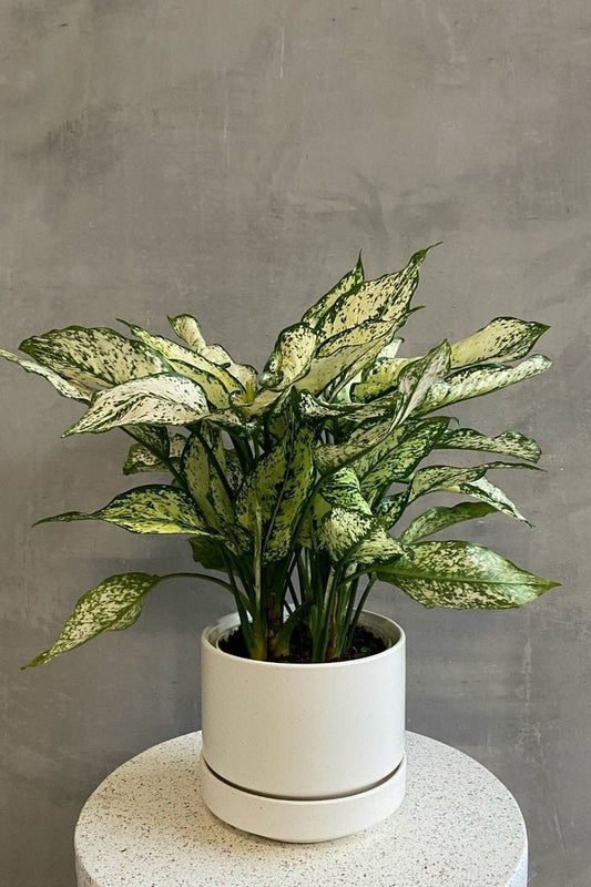 Aglaonema - Spring snow - 5 pouces