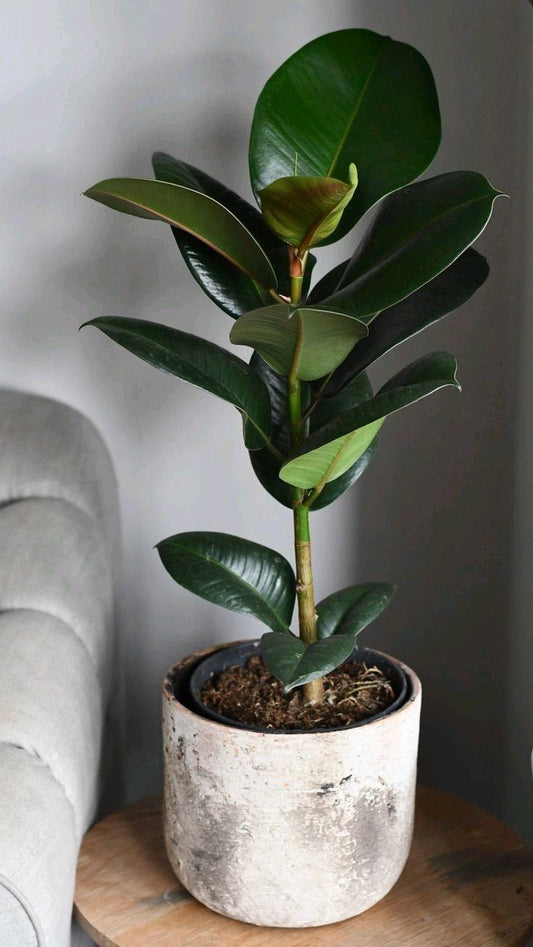 Ficus Sophia - 6 pouces