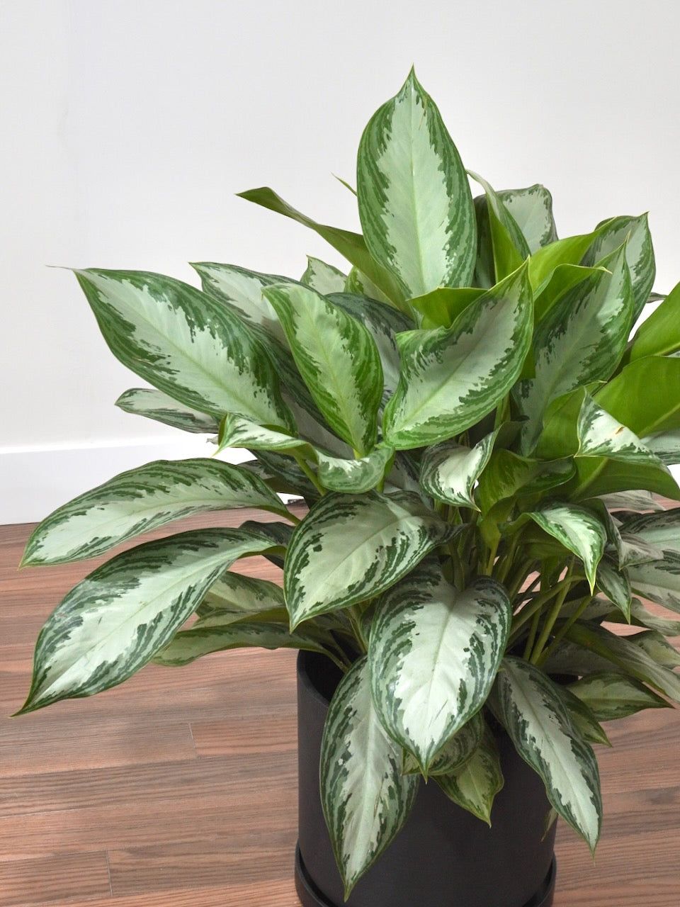 Aglaonema Silver bay - 10 pouces