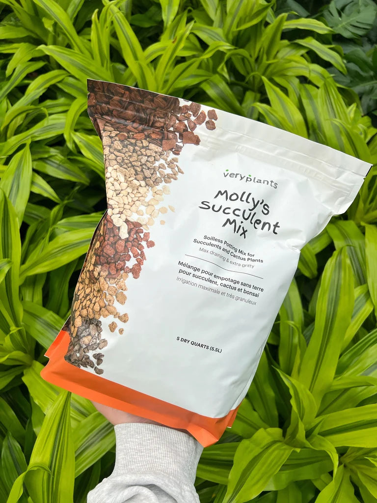 Molly’s Succulent Mix - 5 Litres