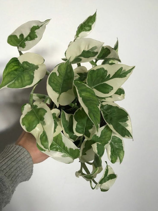 Pothos Pearls and Jade - 3,5 pouces