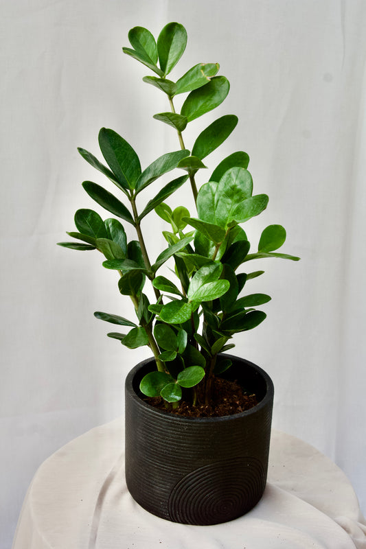 ZAMIOCULCAS ZAMIIFOLIA - 6 pouces
