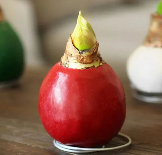 Bulbe d'Amaryllis dans la cire