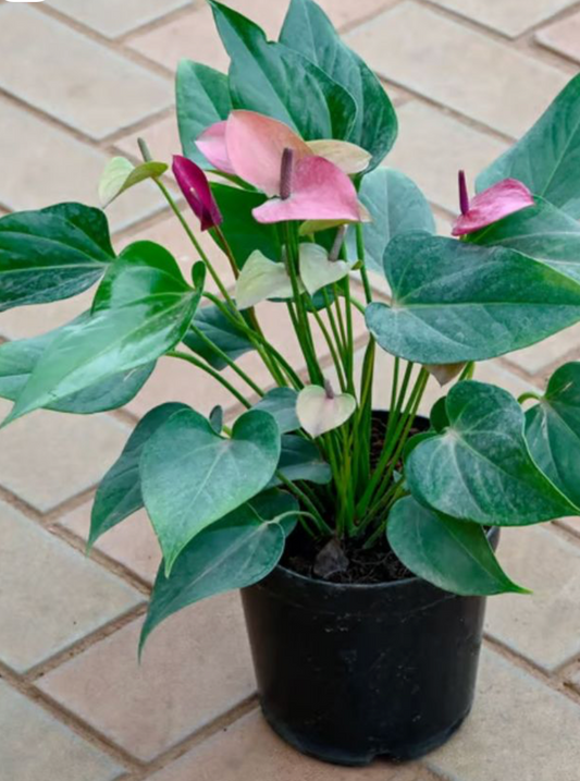 Anthurium mauve - 8 pouces