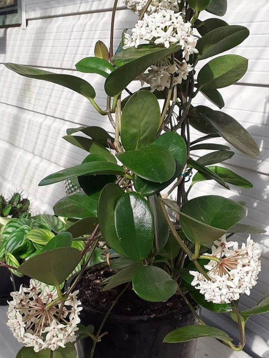 Hoya Austalis - 5 pouces