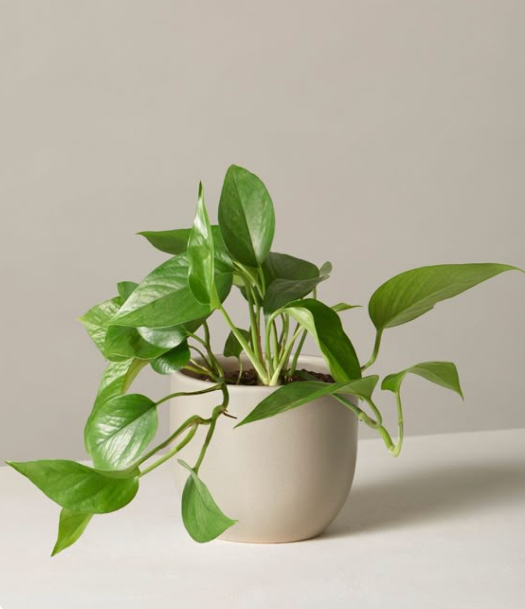 Pothos Golden - 5 pouces