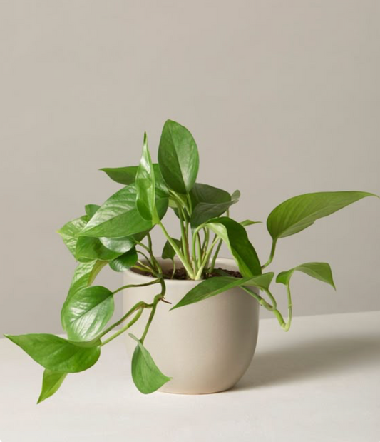 Pothos Golden - 5 pouces