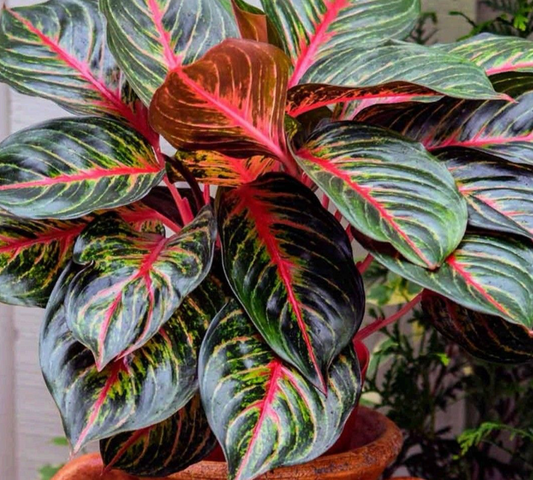 Aglaonema Red Emerald - 10 pouces