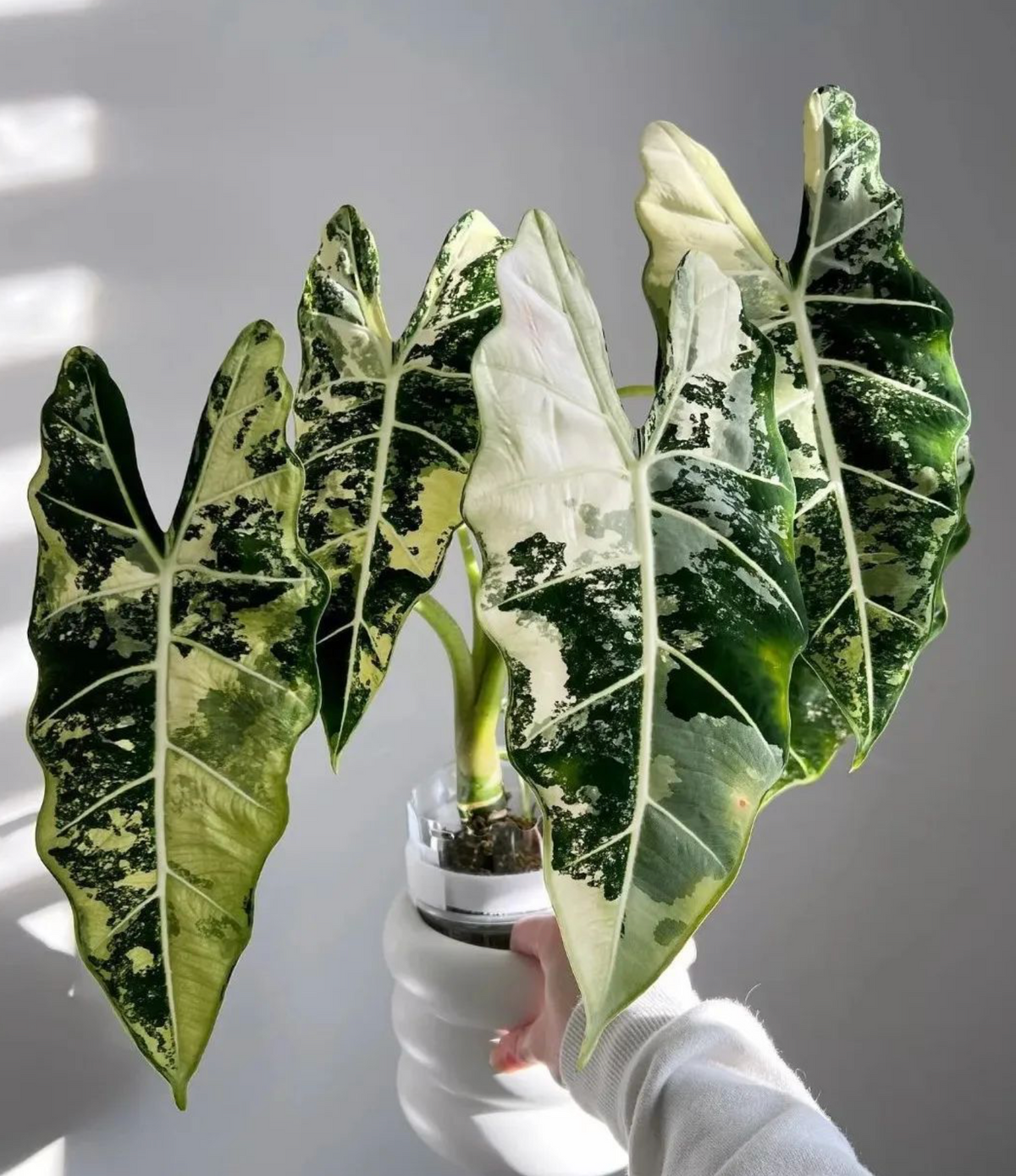 Alocasia Frydek Variagata - 4,5 pouces