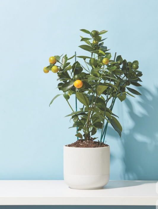 Mini arbre fruitier d'intérieur assortie - 7 pouces
