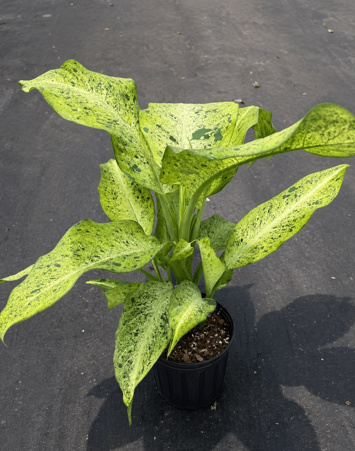 Dieffenbachia Camouflage - 10 pouces