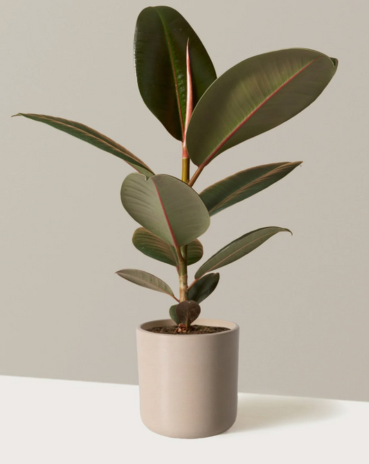 Ficus burgundy - 6 pouces
