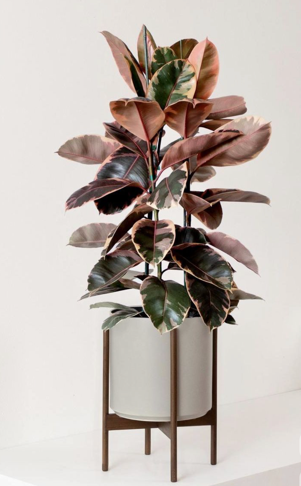 Ficus Ruby Red - 10 pouces