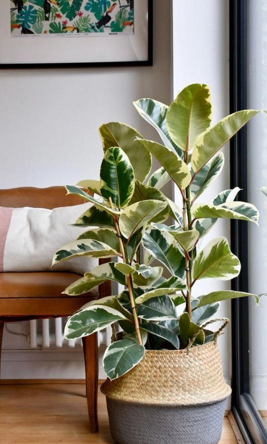 Ficus Tineke - 10 pouces