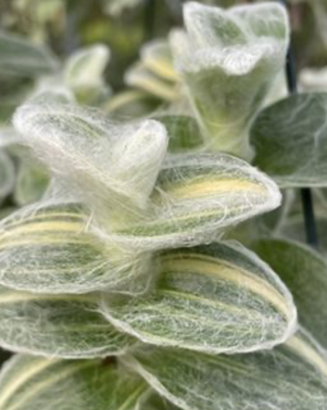 Spiderman (tradescantia Velvet Moon)- 4 pouces - Coup de coeur de MAHEJA