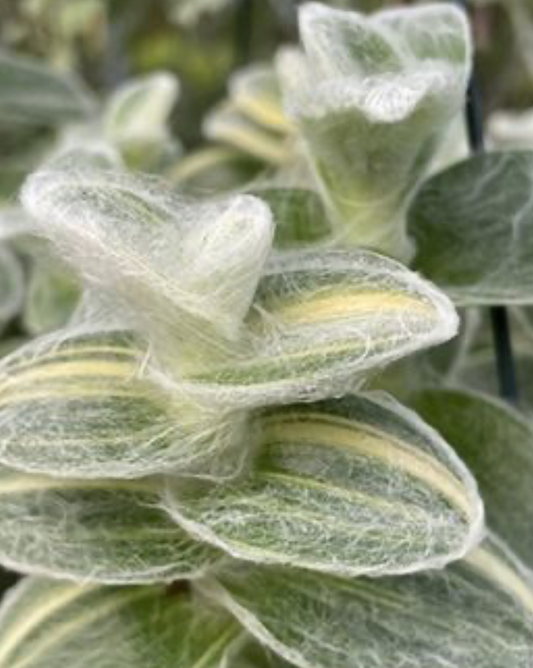 Spiderman (tradescantia Velvet Moon)- 4 pouces - Coup de coeur de MAHEJA