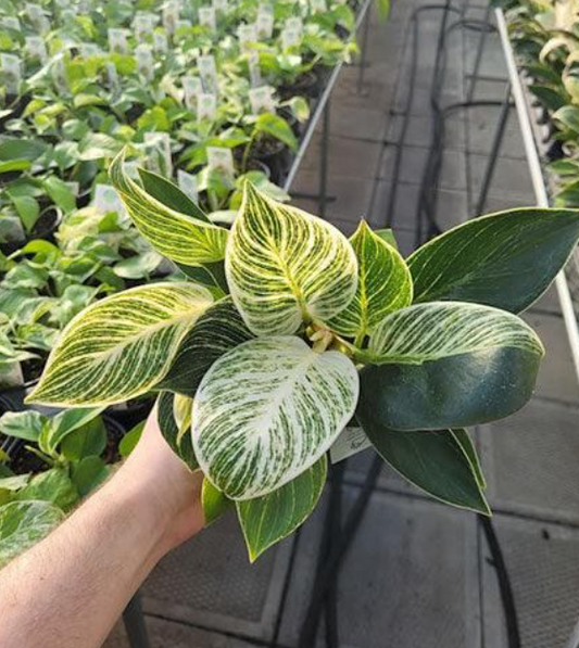 Philodendron Birkin