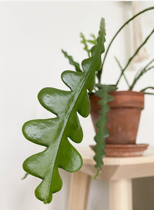 Cactus Zigzag - 4 pouces
