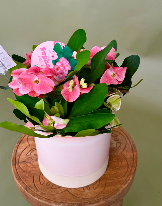 Euphorbia Milii 'Charlotte' - 6 pouces