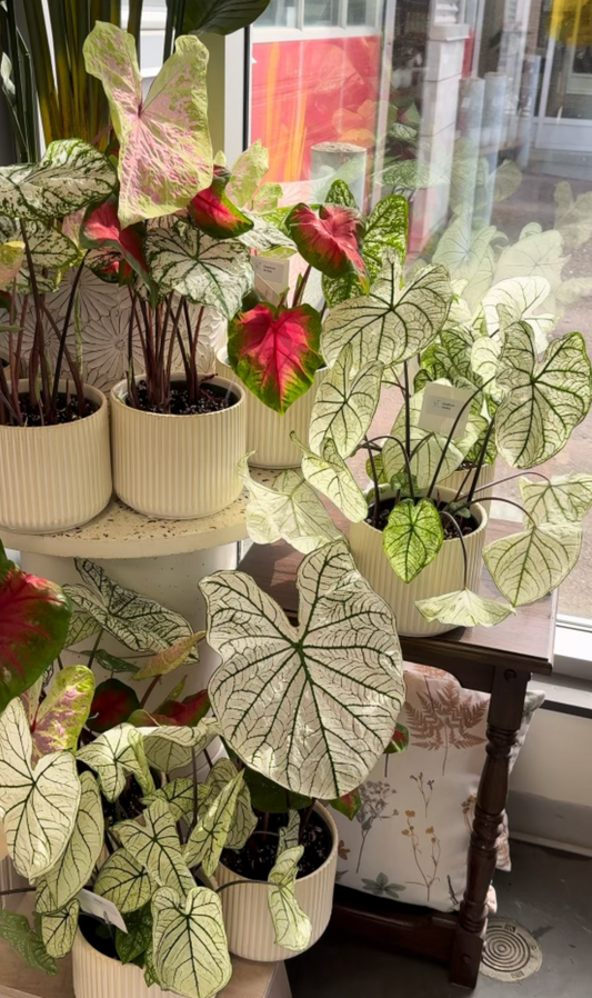 Caladium assortie - 6 pouces