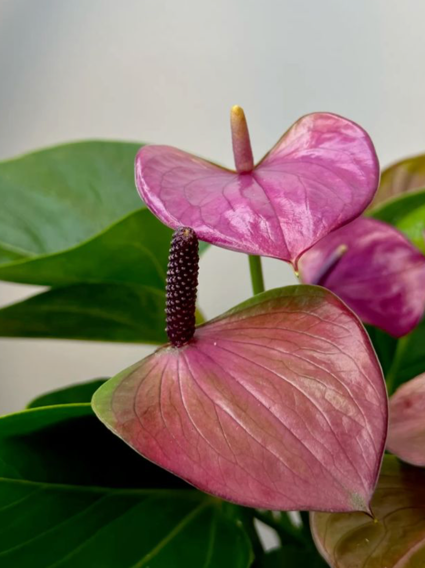 Anthurium mauve - 8 pouces