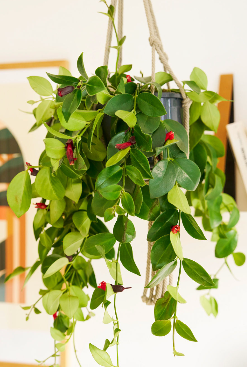 Aeschynanthus (plante rouge à lèvre) - 5 pouces